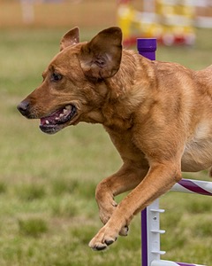 20190616-CCKC-1593.jpg
