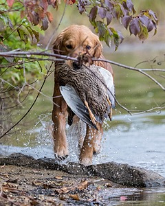 Kiki