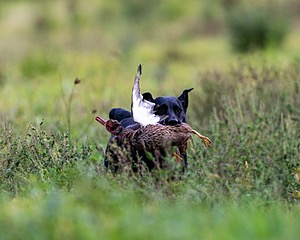 20160924-SHL-0015.jpg
