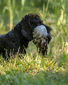 BEAR Krackow