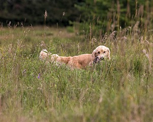 Meadow