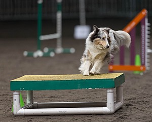 Annie Cirinna