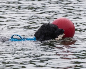 Boaty Bellicose