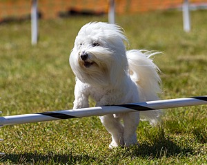 Lincoln Baird