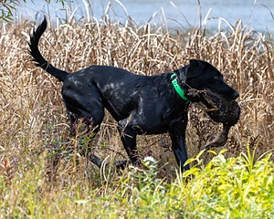 Stella Miles