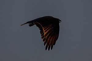 20240621-6263.jpg