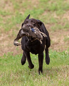 Tucker