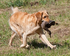 Diego