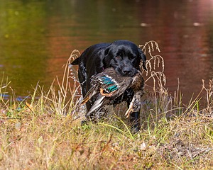 Shoreline's Dancing Girl (Sadie)