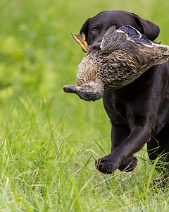 Otter Henry