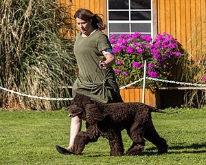 11 - GCH CH BREKKON'S FIRST MARK BN RN CGC TKN