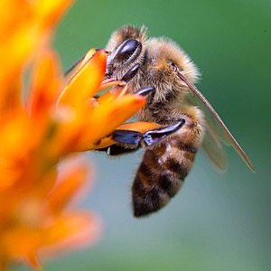 Bee, Amesbury, MA