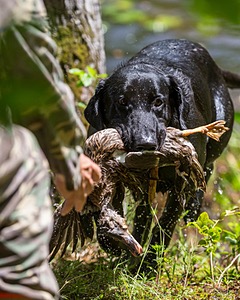 Mowgli