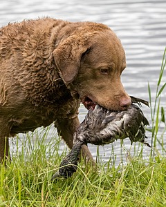 Hunter Law