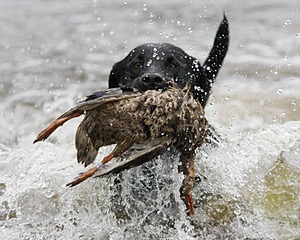 20080531-HRW-0831.jpg