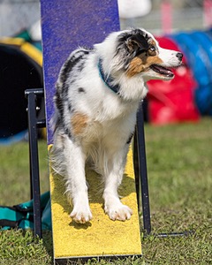 Dash Durrschmidt