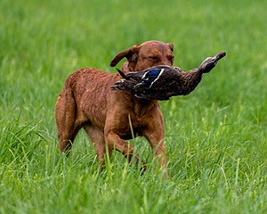 20170603-SHRL-0946.jpg