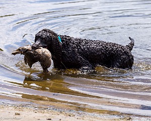 Ghillie
