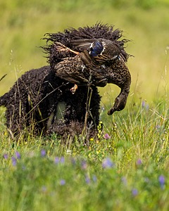Ghillie Kezer
