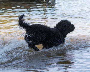 Edwin Andy