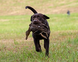 Tucker