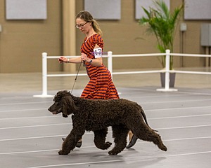 17 - Ballyhoo’s V Finnegan Mcneill BN FDC CA BCAT DS DJ CGCA TKN VHMA JH JHU WD