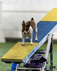 Darla Sciacca