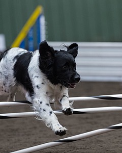 Shadow Hoverson
