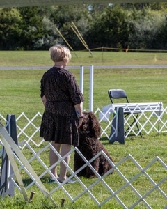 GCH CH CASTLEHILL'S RAMBLIN' RAFAEL O'CRISPIN BN (Rafi)