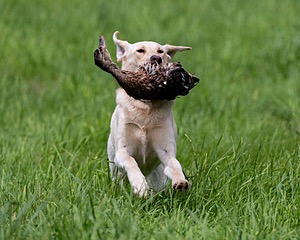 20170603-SHRL-0696.jpg