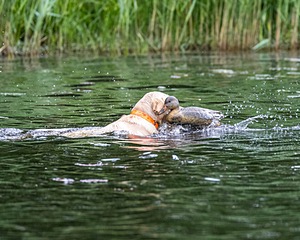 20170603-SHRW-1611.jpg
