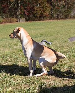 Barley
