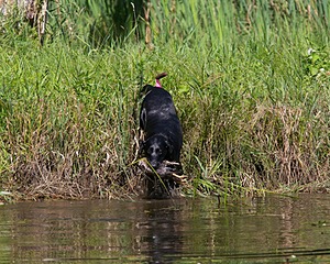 20130811-SHW-0369.jpg