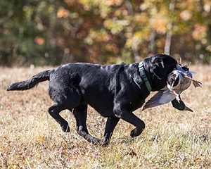 Poppy Maloney