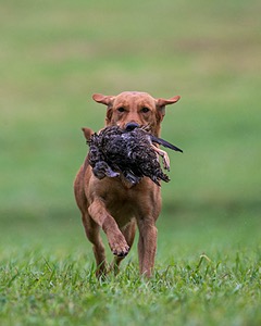 20150913-SEAL-0409.jpg