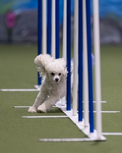 Bolt Kearney