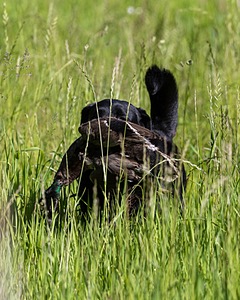 Ranger Schuko