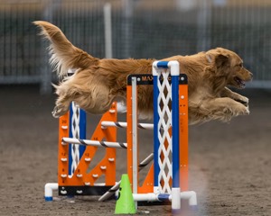 Pup-Pup Beaulieu