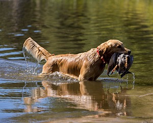 Rider Prince