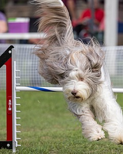 Truman Williamson
