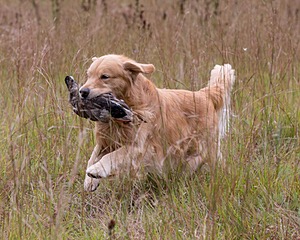 Opie McGee