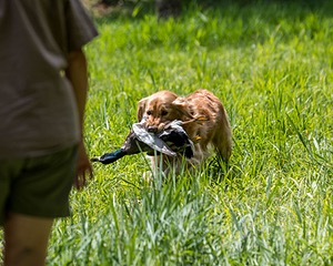 Ranger Wisniewski