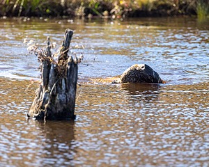 Cain Berryman