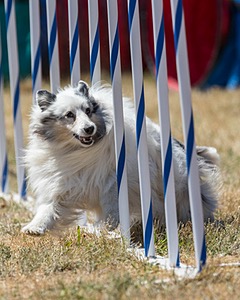 20160618-CCKC-1953.jpg