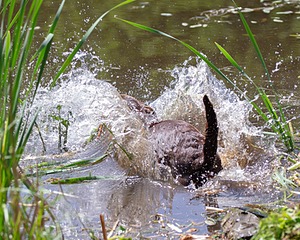 Otter Donlon