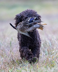 Ghillie Kezer
