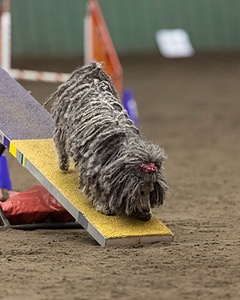Peetie Sulewski