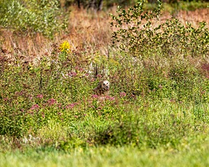 Ghillie Deresienska