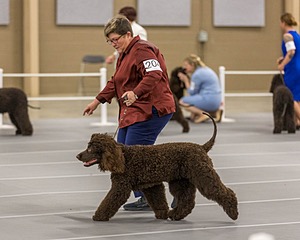 204 - CH Brekkon’s Brown Eyed Girl At Flintcrest DJ CGC TKN FTI