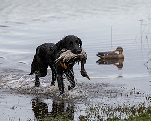 Splash Nettleton-Smilas